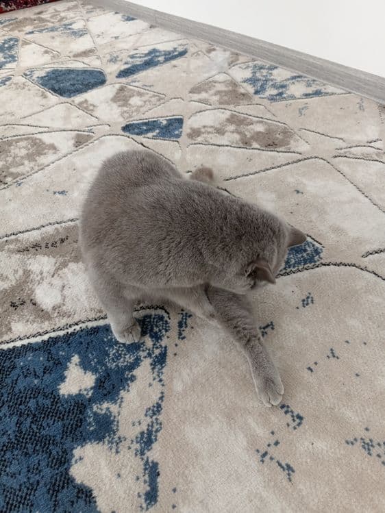 Mushugimiz 100%soglom va kafolat beriladi — 2