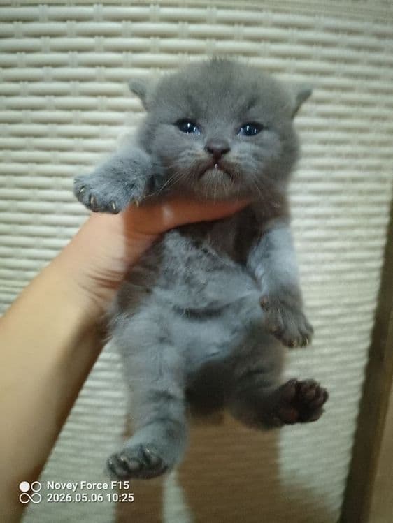 Preiuim mushukchalar sotiladi

Scottish Fold — oppoq yoqi — 2