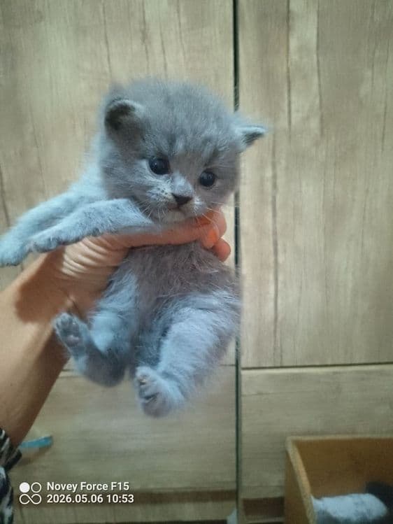 Preiuim mushukchalar sotiladi

Scottish Fold — oppoq yoqi — 3