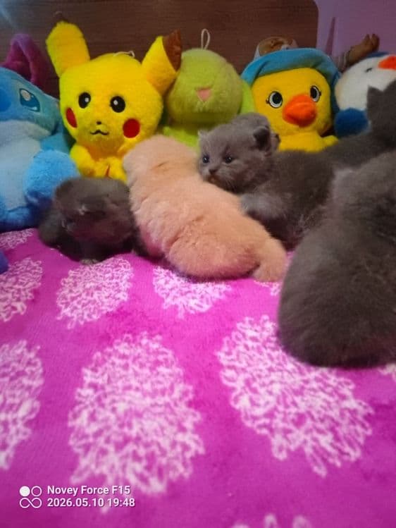 Preiuim mushukchalar sotiladi

Scottish Fold — oppoq yoqi — 4