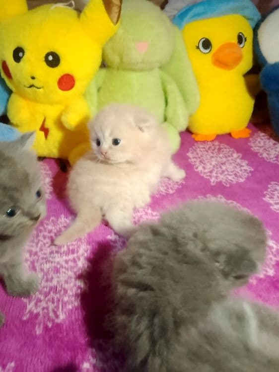 Preiuim mushukchalar sotiladi

Scottish Fold — oppoq yoqi — 5