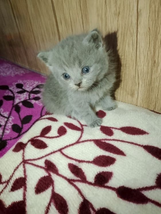 Preiuim mushukchalar sotiladi

Scottish Fold — oppoq yoqi — 6