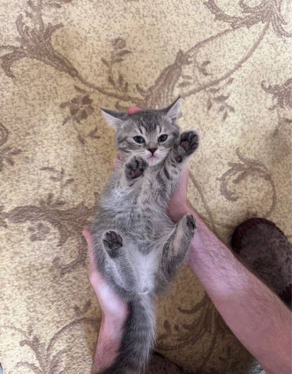 Продаются породистые котята (скоттиш страйт и скоттиш фолд) — 2