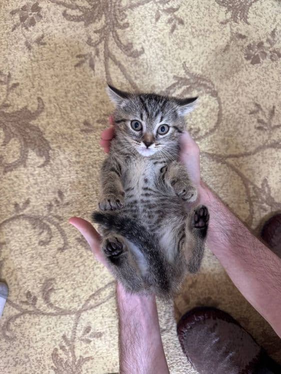Продаются породистые котята (скоттиш страйт и скоттиш фолд) — 3