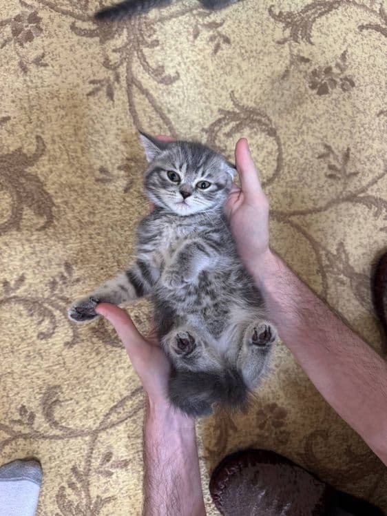 Продаются породистые котята (скоттиш страйт и скоттиш фолд) — 4