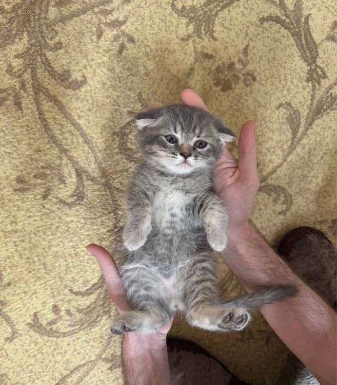 Продаются породистые котята (скоттиш страйт и скоттиш фолд) — 5