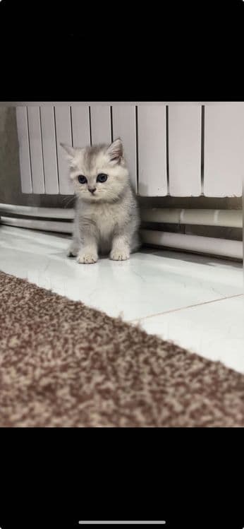 Mushuklar sotiladi zotli mushuklar — 1