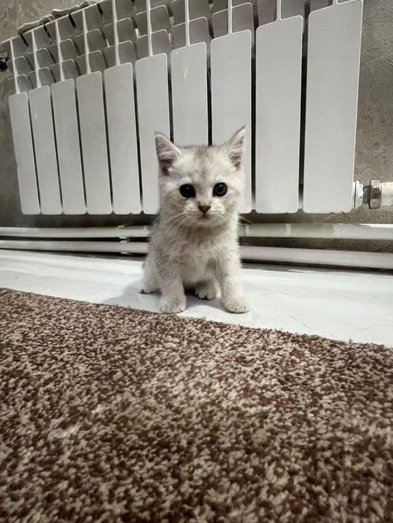 Mushuklar sotiladi zotli mushuklar — 3