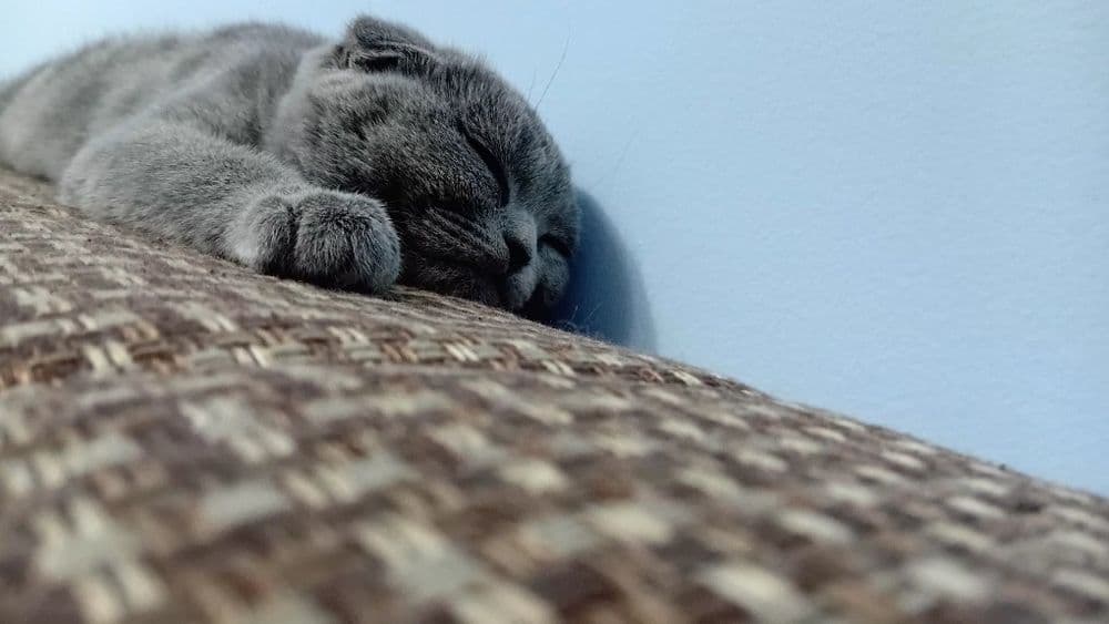 4 месячных Кошка — 1