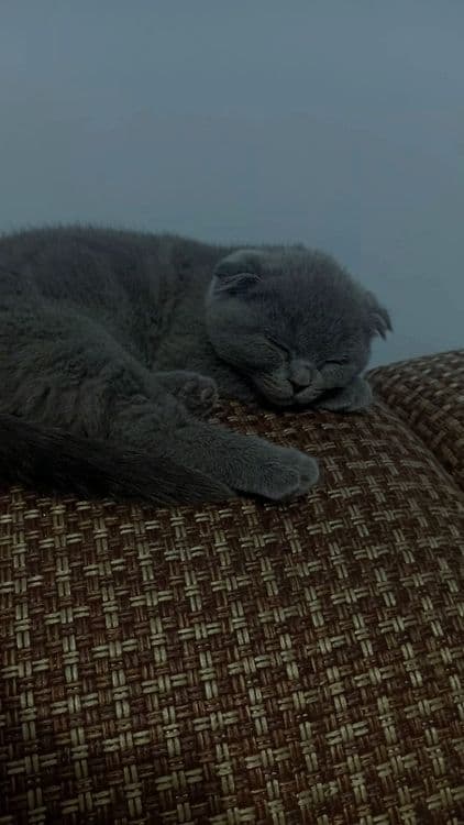 4 месячных Кошка — 2
