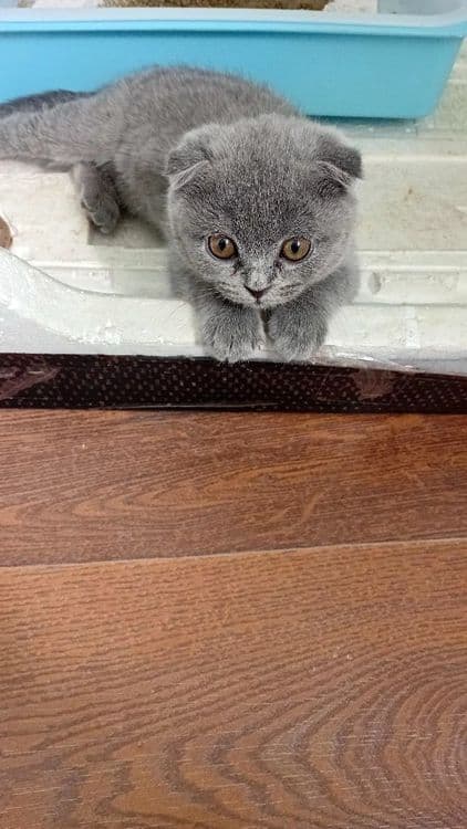 4 месячных Кошка — 3