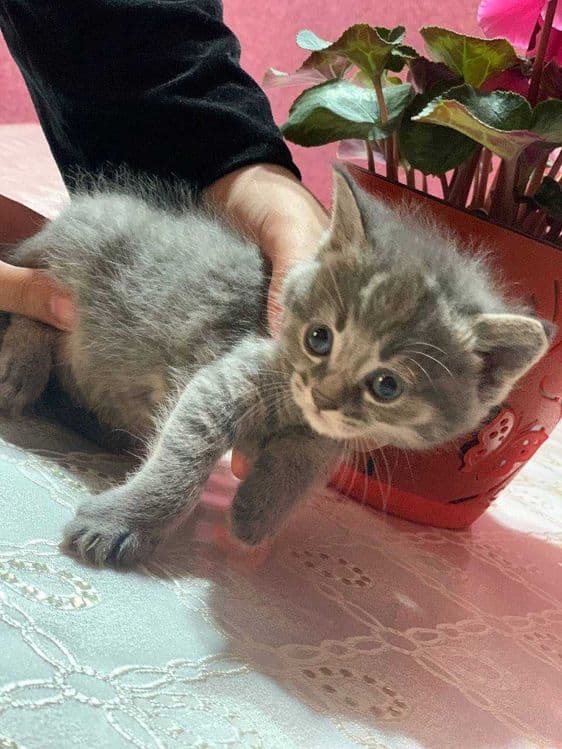 Шотландский мушучалар сотилади — 2