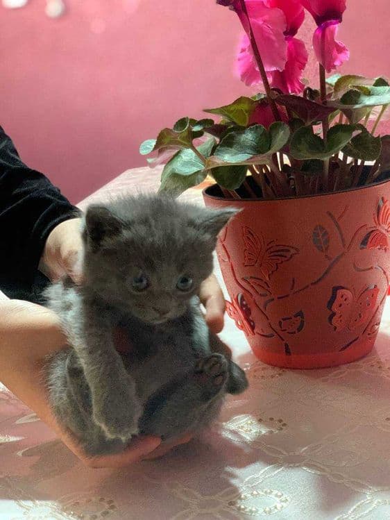 Продаётся шотландский котят — 2