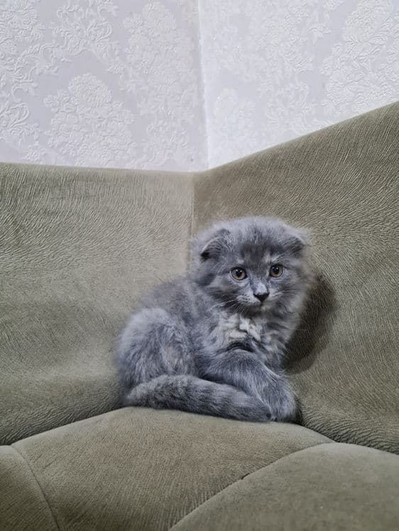 Мушуг сотилади. Зотдор ургочи — 3