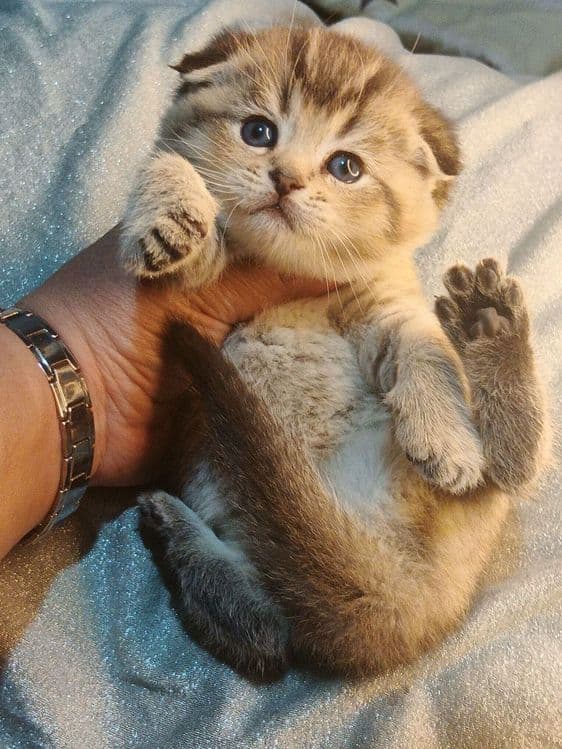 Продаётся золотистая шиншилла — 3