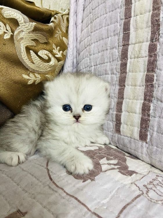 Британские шиншиллы чистокровные — 2