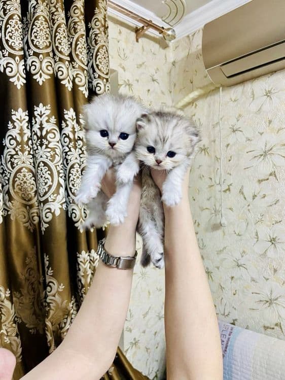Британские шиншиллы чистокровные — 3
