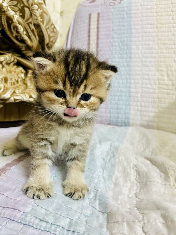 Британские шиншиллы чистокровные — 4