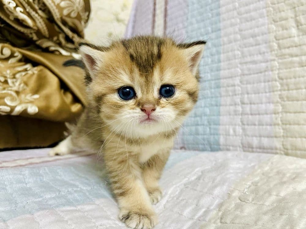 Британские шиншиллы чистокровные — 5