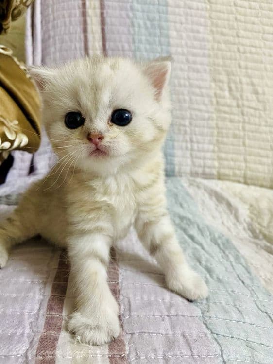 Британские шиншиллы чистокровные — 6