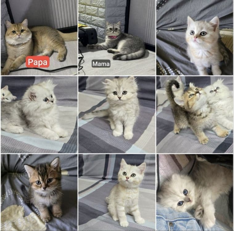 Британские шиншиллы чистокровные — 7