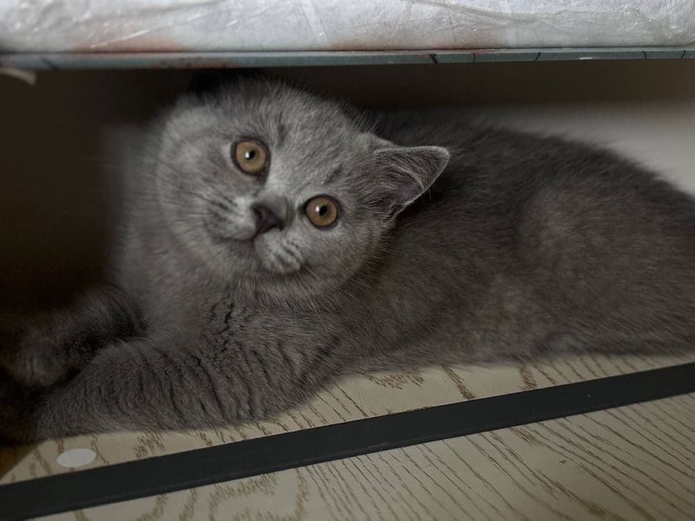 Милые, сладкие котята. — 2