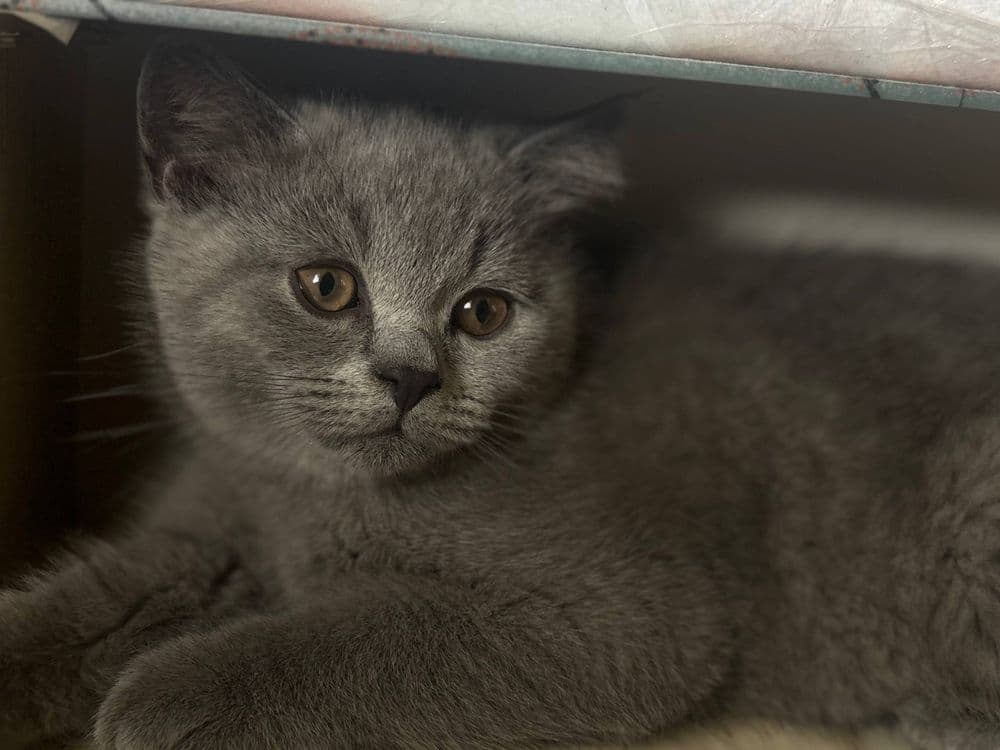 Милые, сладкие котята. — 3