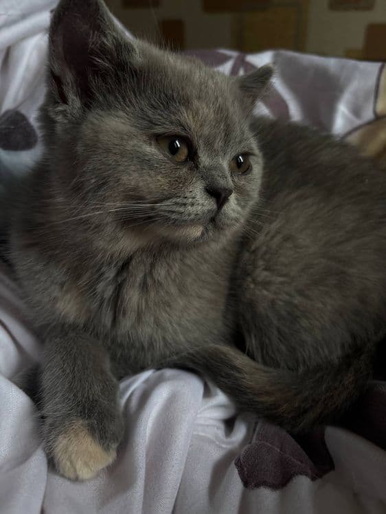 Милые, сладкие котята. — 4