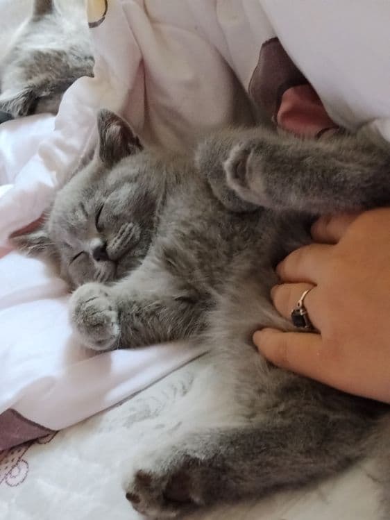 Милые, сладкие котята. — 5