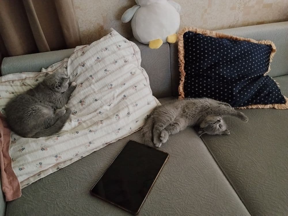 Милые, сладкие котята. — 6