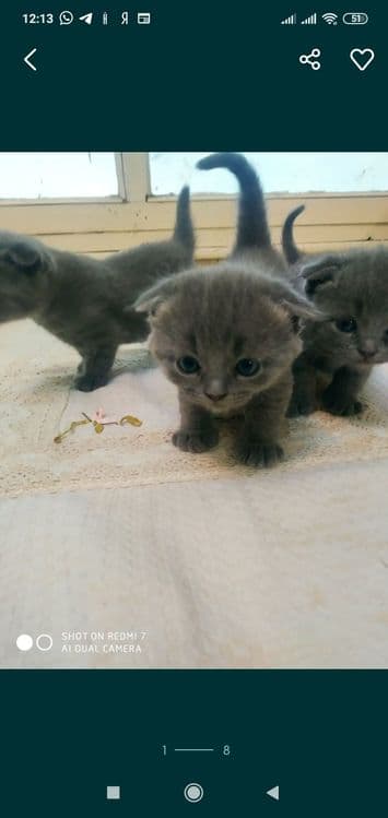 Домашние котята. Британские вислоухие — 2