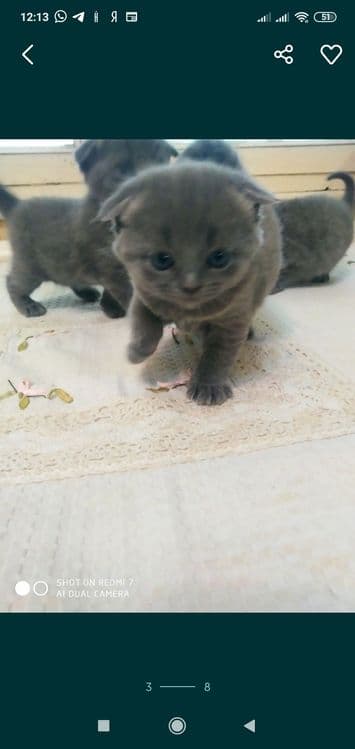 Домашние котята. Британские вислоухие — 3