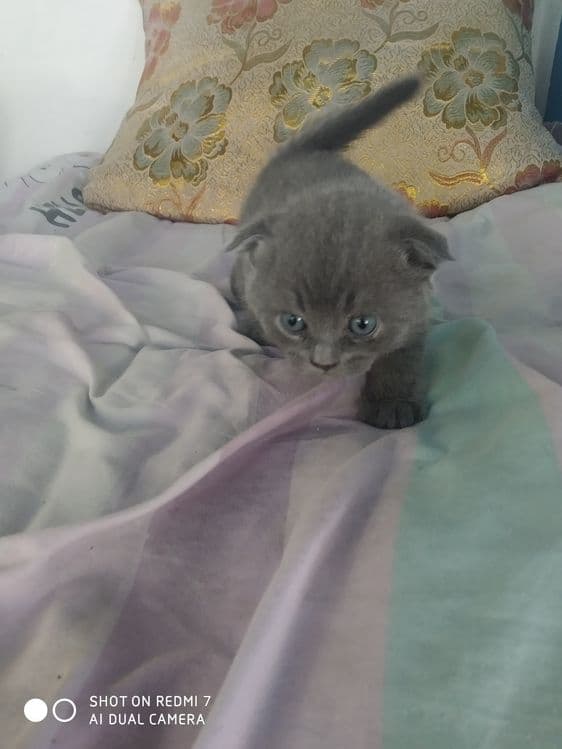 Домашние котята. Британские вислоухие — 4