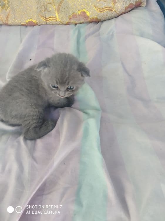 Домашние котята. Британские вислоухие — 5