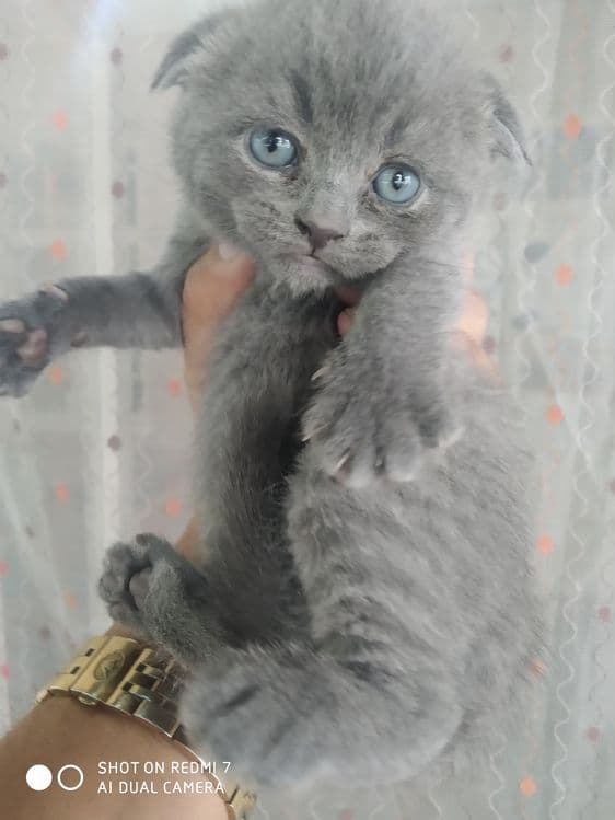 Домашние котята. Британские вислоухие — 6