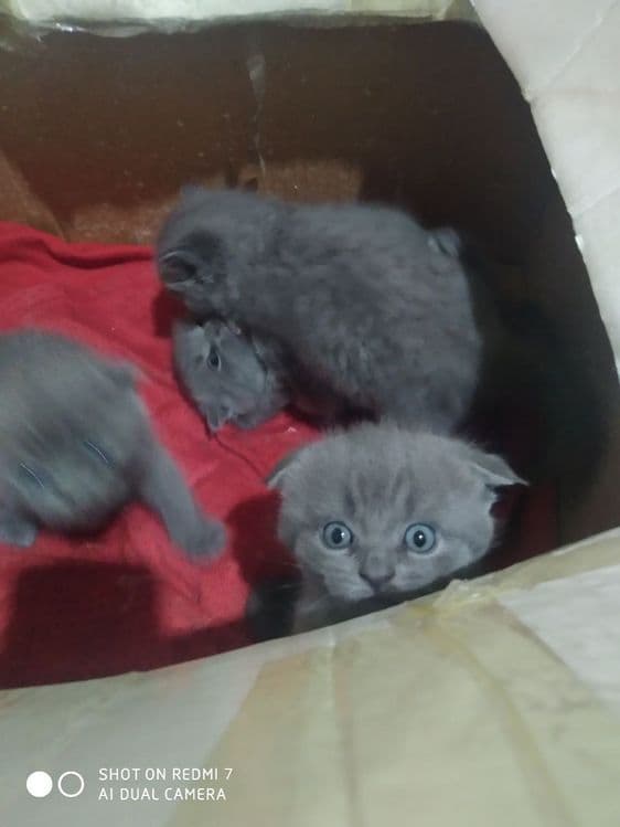 Домашние котята. Британские вислоухие — 7