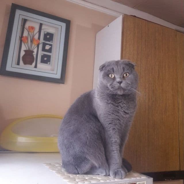 Домашние котята. Британские вислоухие — 8
