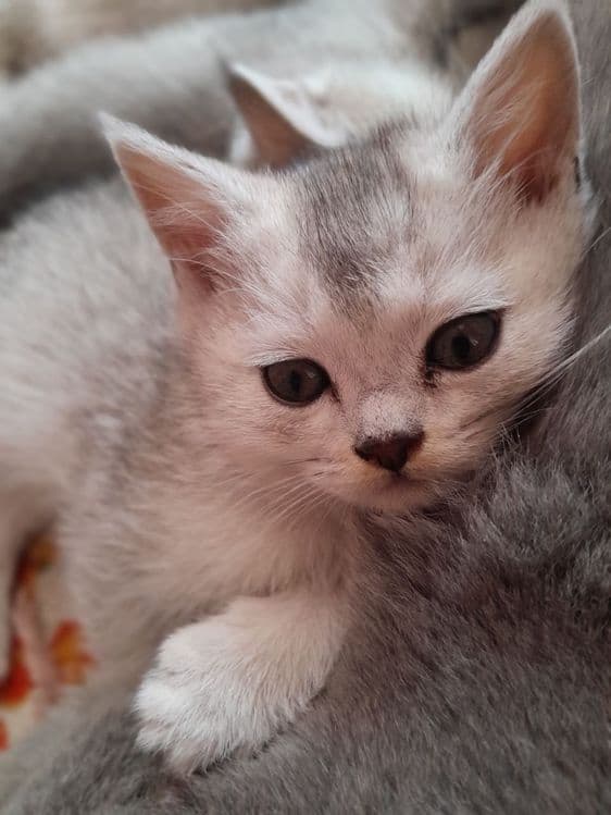 Aslzoda Britan (Britan Shorthair) mushukchasi — 3