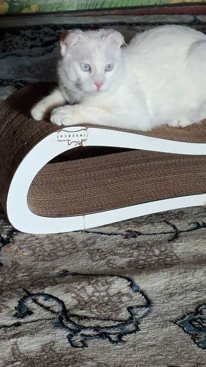 Скотиш- фолд продажа — 1