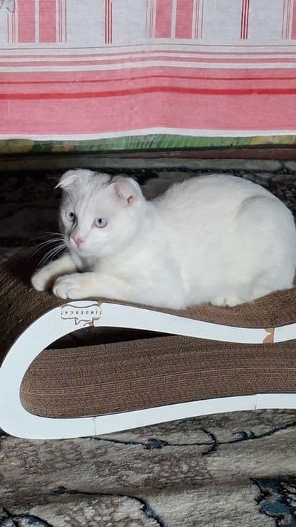 Скотиш- фолд продажа — 3