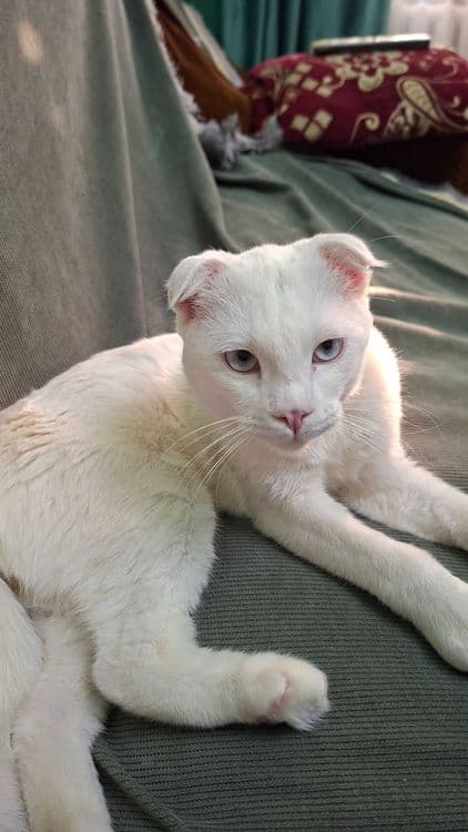 Скотиш- фолд продажа — 4