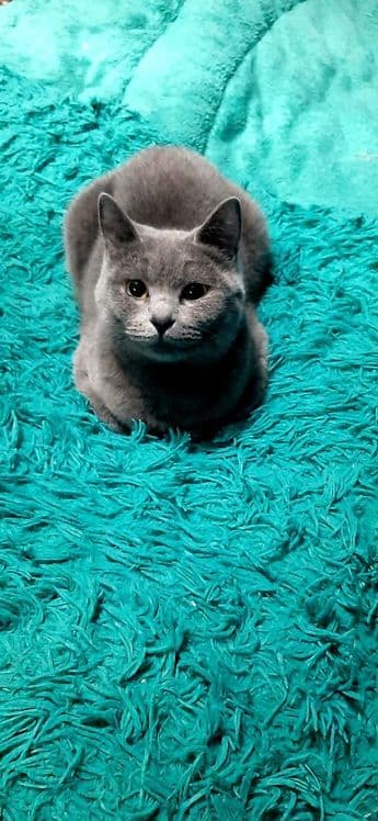 шотландская вислоухая котята (скоттиш-фолд) — 2