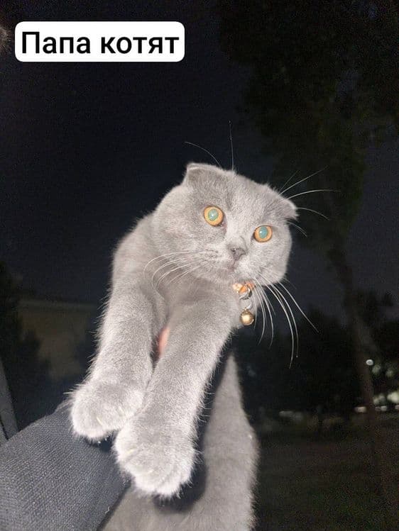 Продаются котята — 2