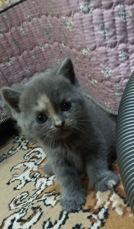 Продаются котята — 3