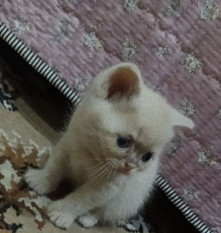 Продаются котята — 4