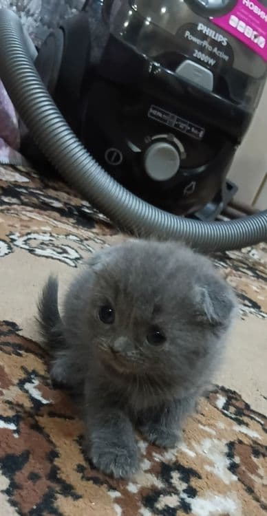 Продаются котята — 5