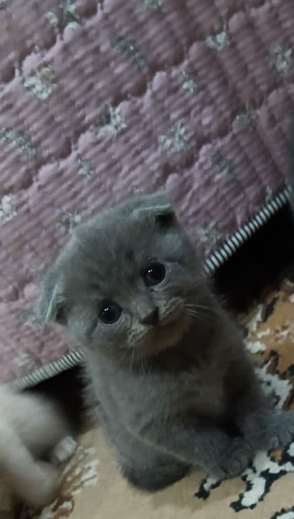 Продаются котята — 6
