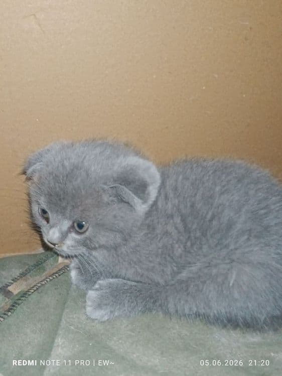 Пародистые котята — 1