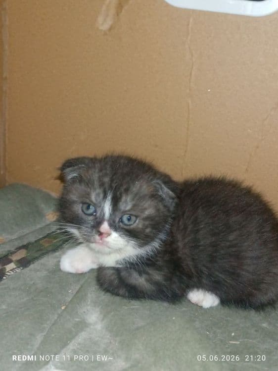 Пародистые котята — 2