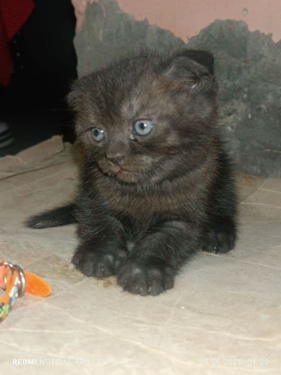 Пародистые котята — 3